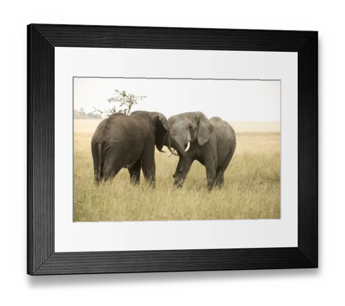 Framed Print : Young bull elephants (Loxodonta africana) sparring, Serengeti National Park