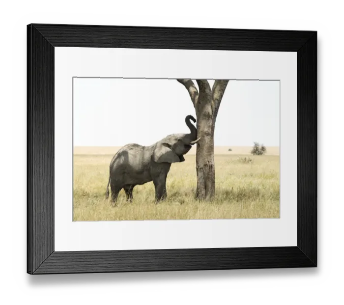 Framed Print : Young bull African Elephant (Loxodonta africana) rubs trunk and tusks against tree, Serengeti National Park Framed Print : Young bull African Elephant (Loxodonta africana) rubs trunk and tusks against tree, Serengeti National Park