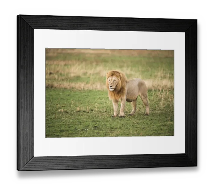 Framed Print : Thick-maned, male lion (Panthera leo) stands in short grass, Serengeti National Park Framed Print : Thick-maned, male lion (Panthera leo) stands in short grass, Serengeti National Park