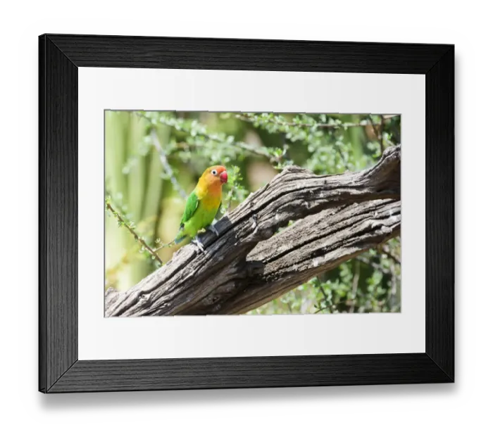 Framed Print : Fischers Lovebird (Agapornis fischeri) perched on dead branch, Ngorongoro Crater Conservation Area Framed Print : Fischers Lovebird (Agapornis fischeri) perched on dead branch, Ngorongoro Crater Conservation Area
