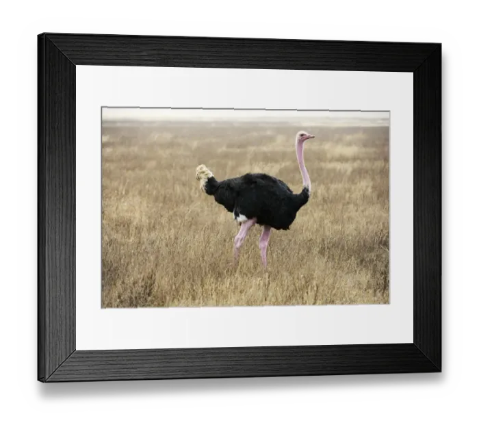 Framed Print : Male Common Ostrich (Struthio camelus) in breeding plumage, Ngorongoro Crater Framed Print : Male Common Ostrich (Struthio camelus) in breeding plumage, Ngorongoro Crater
