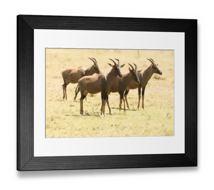 Framed Print : Group of male Topi (Damaliscus lunatus) standing in short grass, Serengeti National Park Framed Print : Group of male Topi (Damaliscus lunatus) standing in short grass, Serengeti National Park