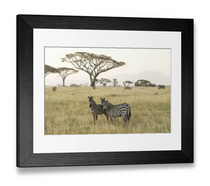 Framed Print : Common Zebras (Equus quagga) stand in dry season savannah, Serengeti National Park