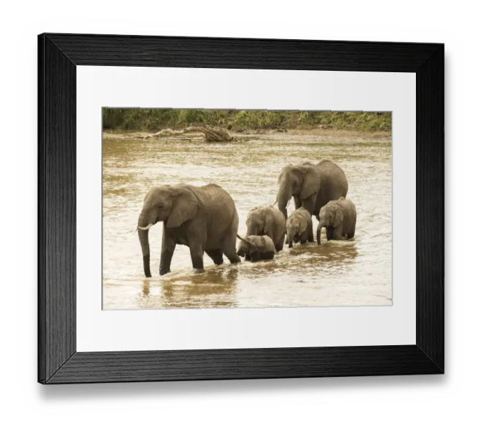 Framed Print : Female elephants (Loxodonta africana) with young calves crossing the Mara River in Serengeti National Park Framed Print : Female elephants (Loxodonta africana) with young calves crossing the Mara River in Serengeti National Park