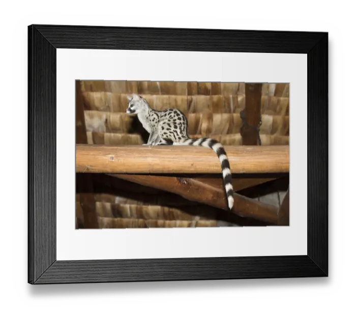 Framed Print : Common Genet (Genetta genetta) perched in rafters at Ndutu Safari Lodge, Ngorongoro Crater Conservation Area