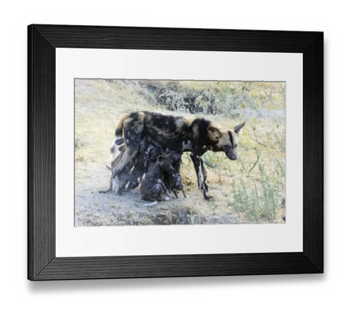 Framed Print : Wild dog (Lycaon pictus) nursing puppies, Ngorongoro Crater Conservation Area