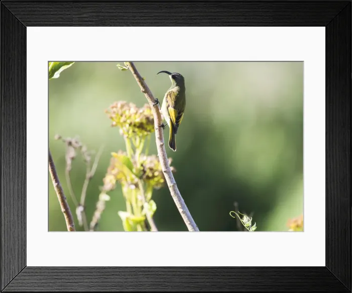 Framed Print : Golden-winged Sunbird (Nectarinia reichenowi), Ngorongoro Crater Framed Print : Golden-winged Sunbird (Nectarinia reichenowi), Ngorongoro Crater