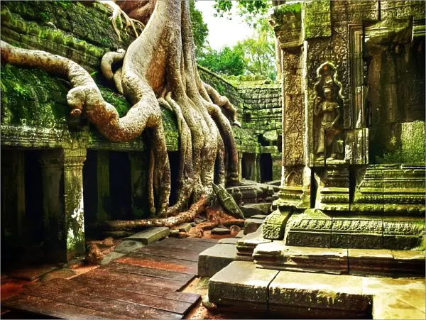 Ta Prohm Angkor Wat Cambodia
