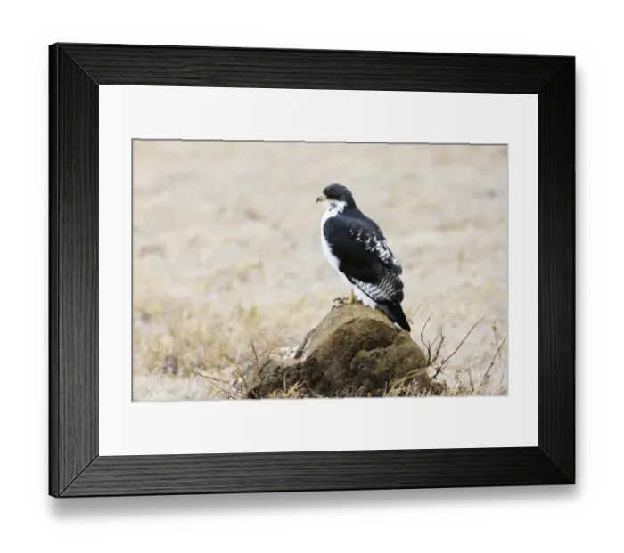 Framed Print : Augur Buzzard (Buteo augur) perched on rock, Ngorongoro Crater