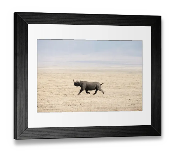 Framed Print : Black Rhinoceros (Diceros bicornis) running across dry, dusty savannah, Ngorongoro Crater