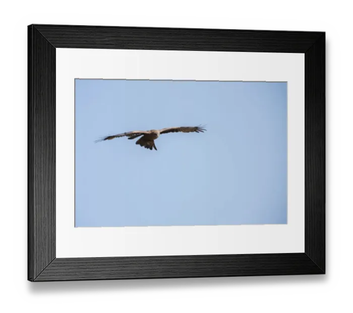 Framed Print : Yellow-billed Kite (Milvus parasiticus) hovering, Ngorongoro Crater Framed Print : Yellow-billed Kite (Milvus parasiticus) hovering, Ngorongoro Crater