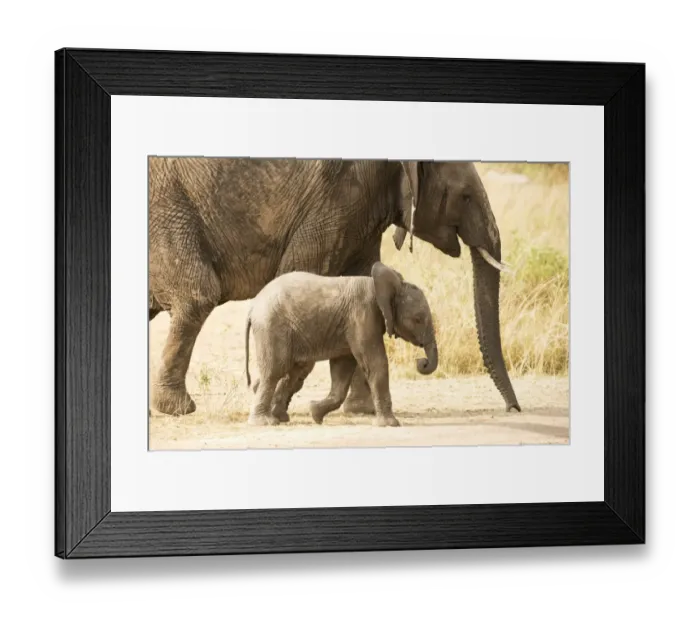 Framed Print : Young Elephant (Loxodonta africana) calf walking beside its mother, Serengeti National Park Framed Print : Young Elephant (Loxodonta africana) calf walking beside its mother, Serengeti National Park
