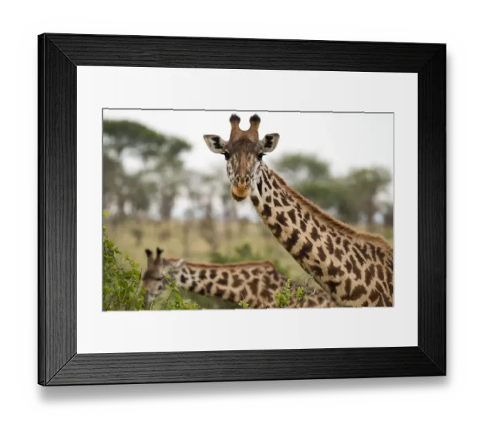 Framed Print : Two Masai giraffes Framed Print : Two Masai giraffes