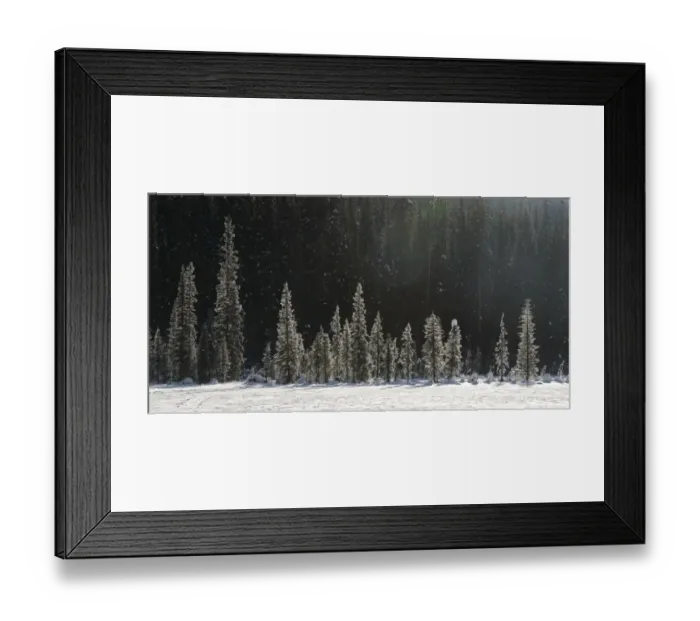 Framed Print : Snowfall and snow covered trees, Yoho National park Framed Print : Snowfall and snow covered trees, Yoho National park