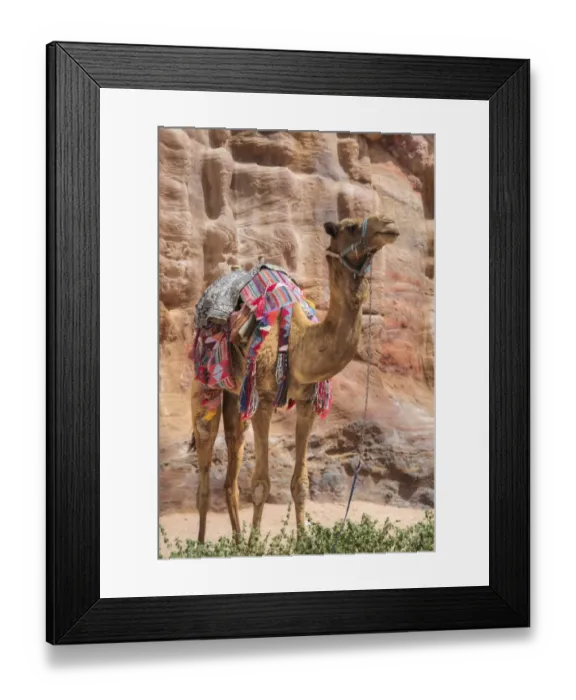 Framed Print : Camel, Wadi Musa Framed Print : Camel, Wadi Musa