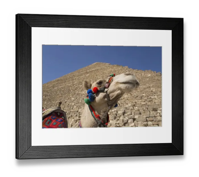 Framed Print : Camel, Great Pyramid of Cheops (background), The Giza Pyramids Framed Print : Camel, Great Pyramid of Cheops (background), The Giza Pyramids