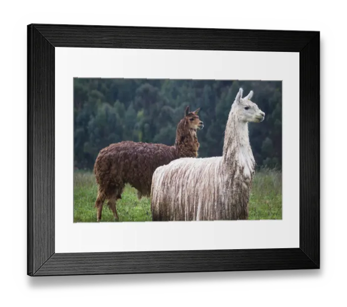 Framed Print : Portrait of Alpacas (camelidae) Framed Print : Portrait of Alpacas (camelidae)