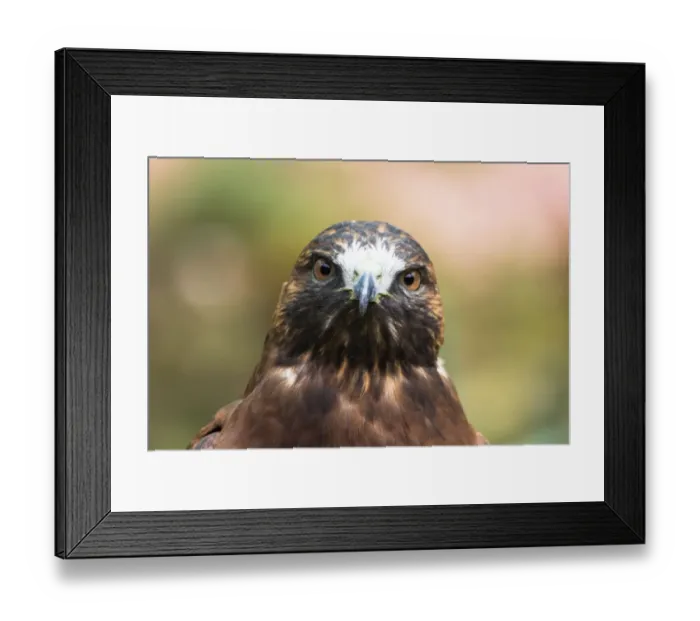 Framed Print : Portrait of Hawk Framed Print : Portrait of Hawk