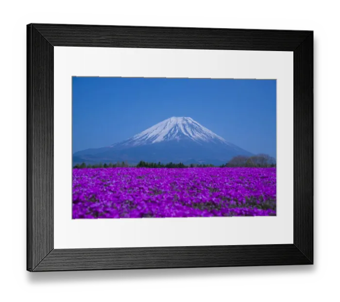 Framed Print : Phlox and Mt. Fuji Framed Print : Phlox and Mt. Fuji