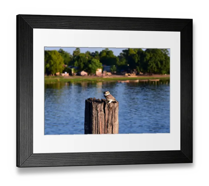 Framed Print : owl on u bein bridge bridge Myanmar Framed Print : owl on u bein bridge bridge Myanmar