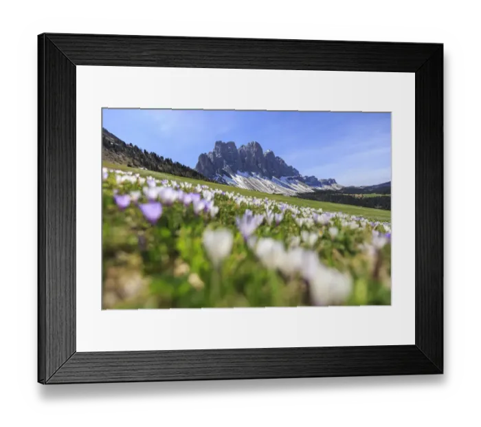 Framed Print : Spring flowering Odle South Tyrol Italy Framed Print : Spring flowering Odle South Tyrol Italy