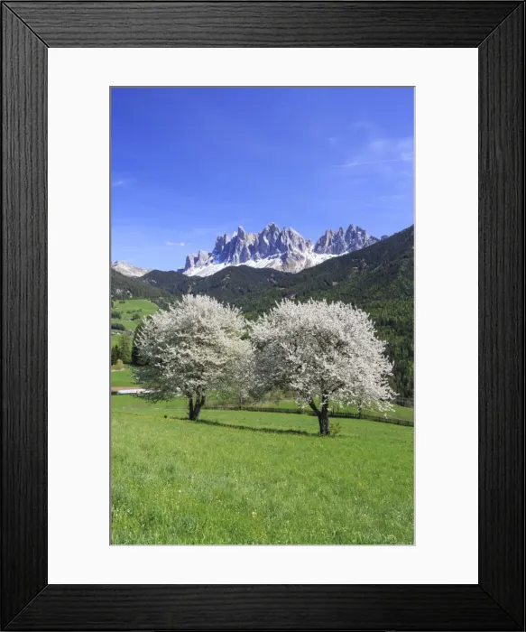 Framed Print : Spring colors Odle South Tyrol Italy Framed Print : Spring colors Odle South Tyrol Italy