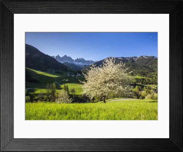 Framed Print : Spring flowering trees Funes Valley Italy