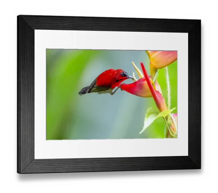 Framed Print : Male Crimson Sunbird (Aethopyga siparaja) perching on Heliconia flower in nature at Singapore Framed Print : Male Crimson Sunbird (Aethopyga siparaja) perching on Heliconia flower in nature at Singapore