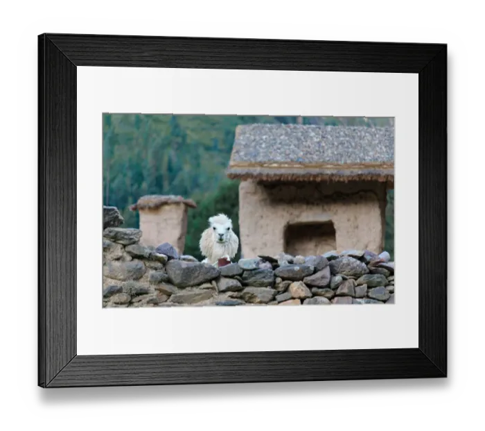 Framed Print : Alpaca in Ollantaytambo ruins, Peru Framed Print : Alpaca in Ollantaytambo ruins, Peru