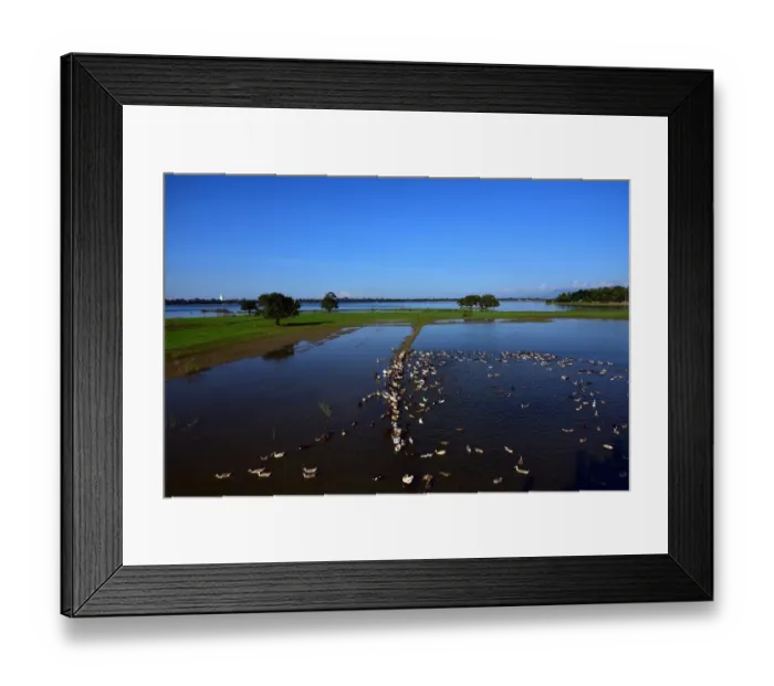 Framed Print : wild duck farm myanmar Framed Print : wild duck farm myanmar