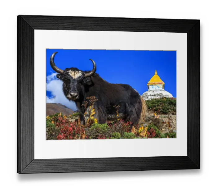 Framed Print : Black Yak, Dingboche, Khumbu, Nepal