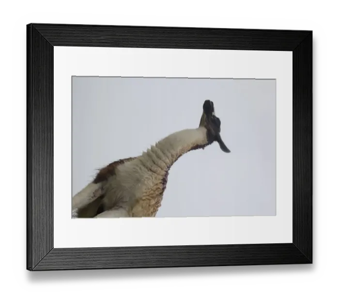 Framed Print : South American mammal called Llama (camelidae) Framed Print : South American mammal called Llama (camelidae)