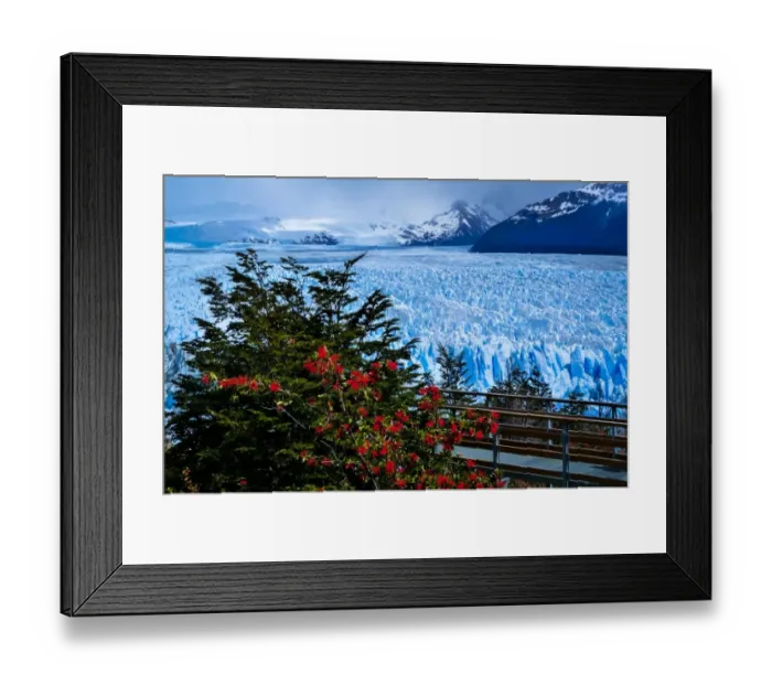 Framed Print : Flowers and Ice Framed Print : Flowers and Ice