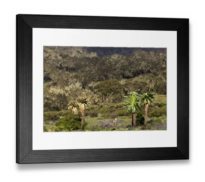 Framed Print : Ethiopian wolf (Canis simensis) in Siemen Mountains Framed Print : Ethiopian wolf (Canis simensis) in Siemen Mountains