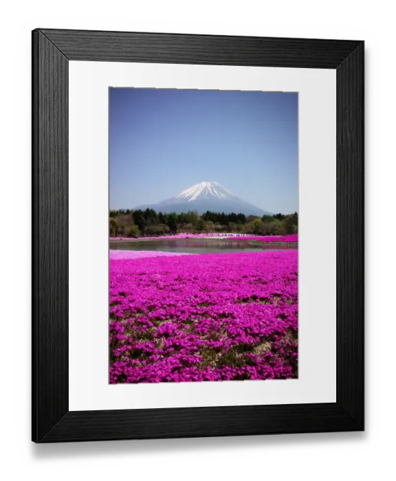 Framed Print : Fuji Shibazakura Festival Framed Print : Fuji Shibazakura Festival