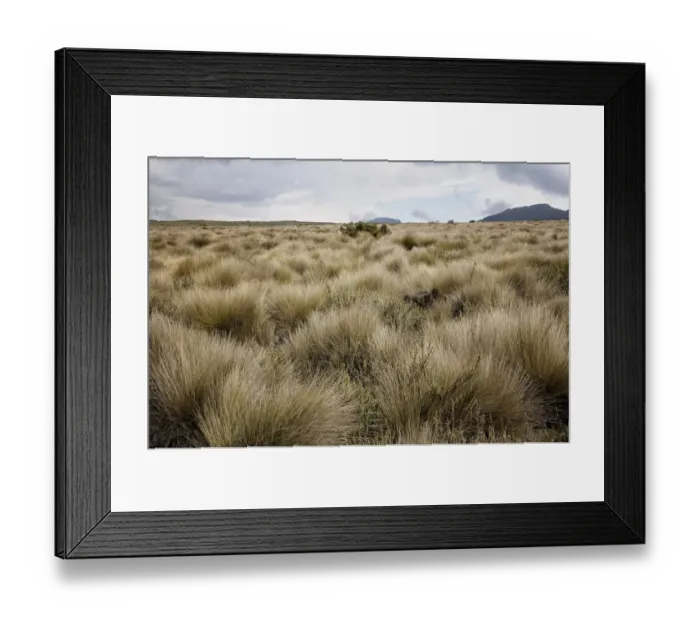 Framed Print : Dry grass on Shira Plateau, Kilimanjaro National Park, Lemosho trail Framed Print : Dry grass on Shira Plateau, Kilimanjaro National Park, Lemosho trail