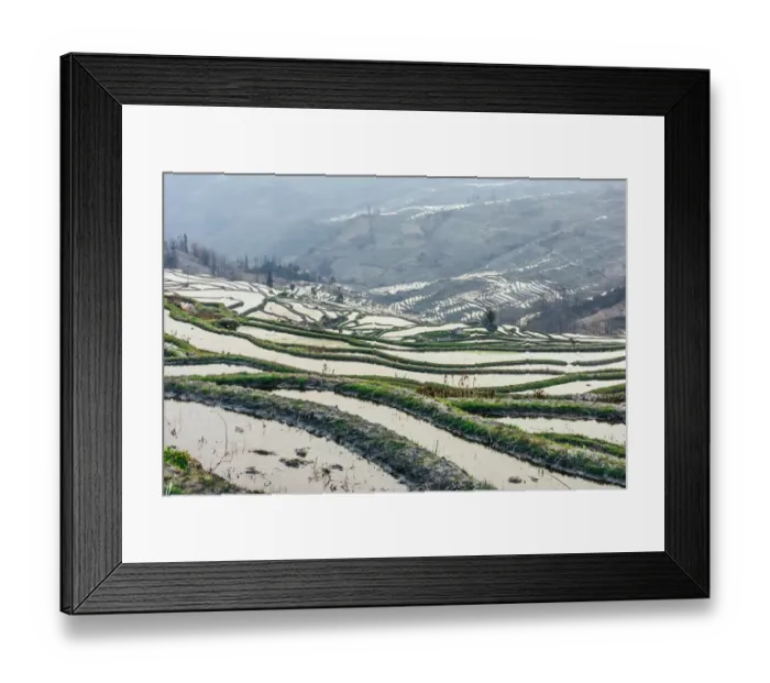 Framed Print : Rice terrace at Yuanyang. Yunnan. China Framed Print : Rice terrace at Yuanyang. Yunnan. China