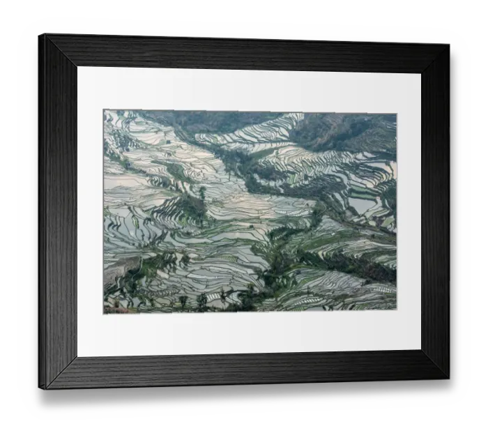 Framed Print : Rice terrace at Yuanyang. Yunnan. China Framed Print : Rice terrace at Yuanyang. Yunnan. China