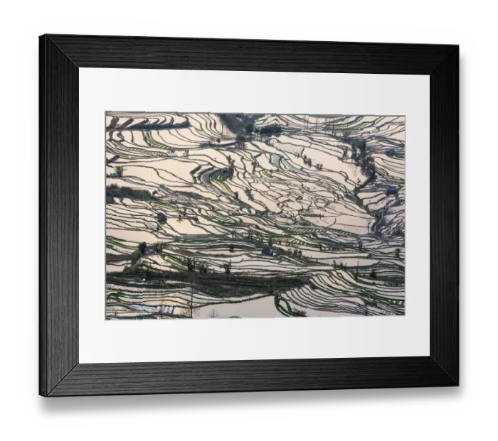 Framed Print : Rice terrace at Yuanyang. Yunnan. China Framed Print : Rice terrace at Yuanyang. Yunnan. China