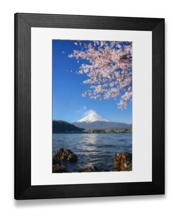 Framed Print : beautiful cherry blossoms with mount fuji in the morning at lake kawaguchi Framed Print : beautiful cherry blossoms with mount fuji in the morning at lake kawaguchi