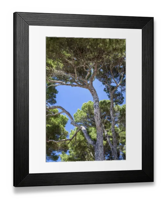 Framed Print : Aleppo pines (Pinus halepensis) Framed Print : Aleppo pines (Pinus halepensis)