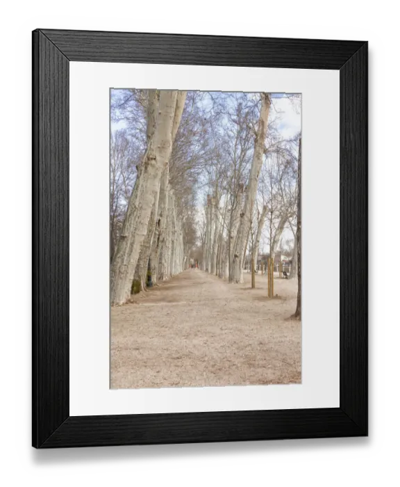 Framed Print : Aranjuez. Row of trees in Aranjuez, Madrid, Spain, Europe 2016 Framed Print : Aranjuez. Row of trees in Aranjuez, Madrid, Spain, Europe 2016