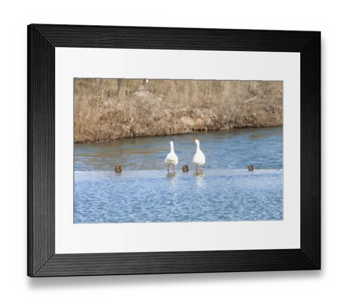Framed Print : Aranjuez. Two ducks observed the river Tajo in Aranjuez, Madrid, Spain, Europe 2016 Framed Print : Aranjuez. Two ducks observed the river Tajo in Aranjuez, Madrid, Spain, Europe 2016