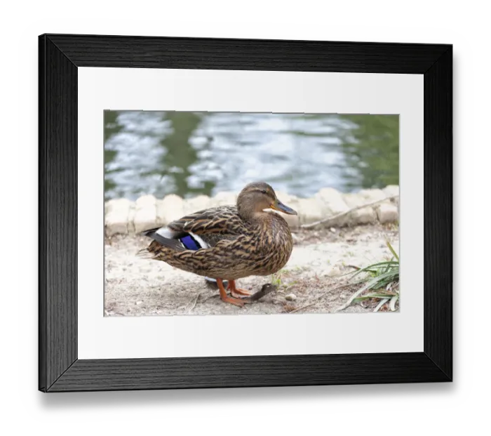 Framed Print : Aranjuez. Lovely duck in Aranjuez, Madrid, Spain, Europe 2016 Framed Print : Aranjuez. Lovely duck in Aranjuez, Madrid, Spain, Europe 2016