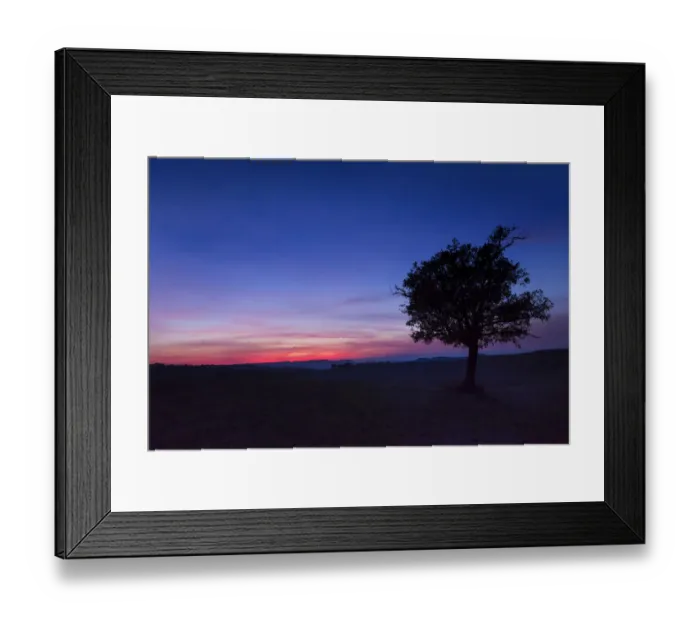 Framed Print : An olive tree in the field of Val d Orcia during sunset