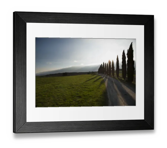 Framed Print : Cypress trees casting shadow on a dirt road and grass field Framed Print : Cypress trees casting shadow on a dirt road and grass field