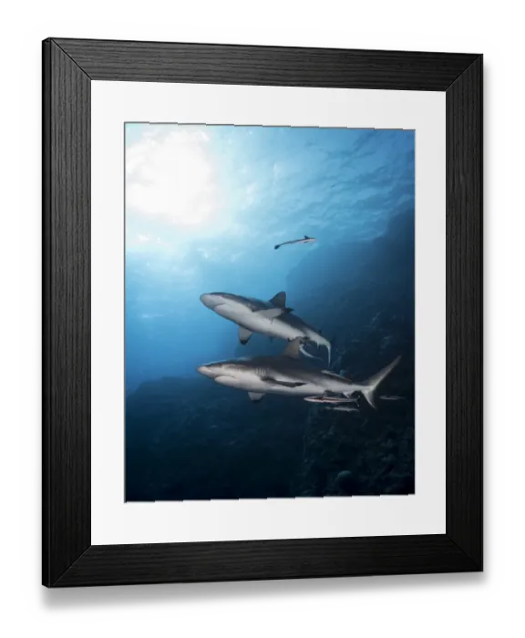 Framed Print : Grey Reef Sharks at Osprey Reef Framed Print : Grey Reef Sharks at Osprey Reef