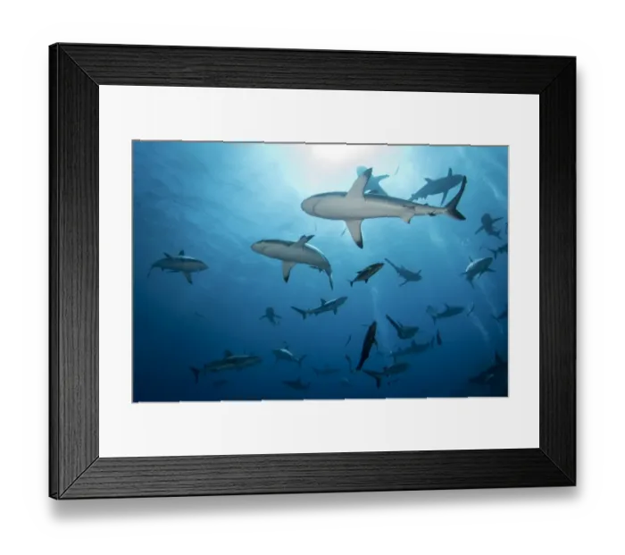 Framed Print : Grey Reef Sharks at Osprey Reef Framed Print : Grey Reef Sharks at Osprey Reef