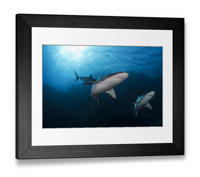 Framed Print : Grey Reef Sharks at Osprey Reef Framed Print : Grey Reef Sharks at Osprey Reef