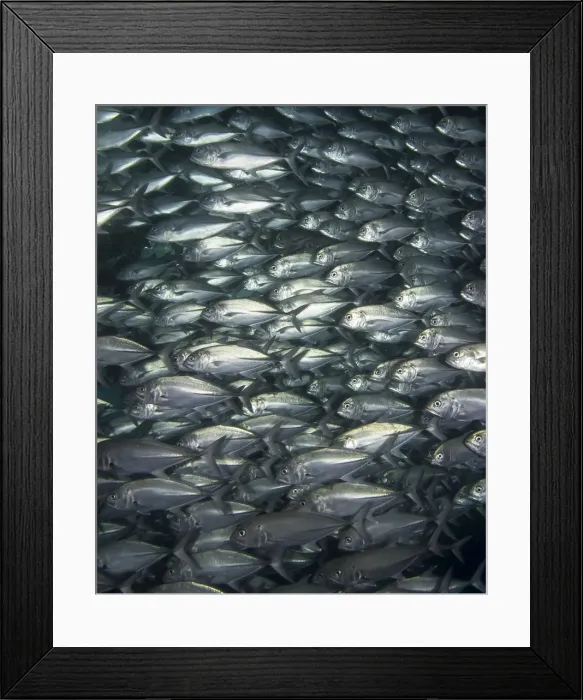 Framed Print : School of Fish Framed Print : School of Fish